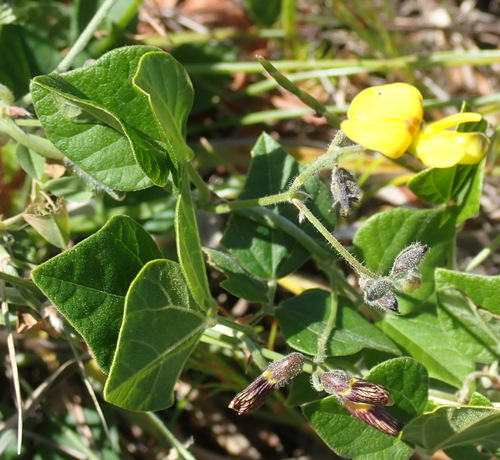 Image of Rhynchosia caribaea by (c) Nicola van Berkel, some rights reserved (CC BY-SA)