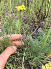 Lomatium caruifolium caruifolium