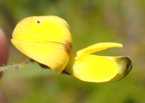 Image of Rhynchosia caribaea by (c) Nicola van Berkel, some rights reserved (CC BY-SA)