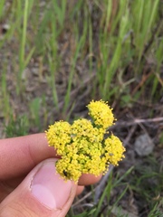 Lomatium caruifolium caruifolium