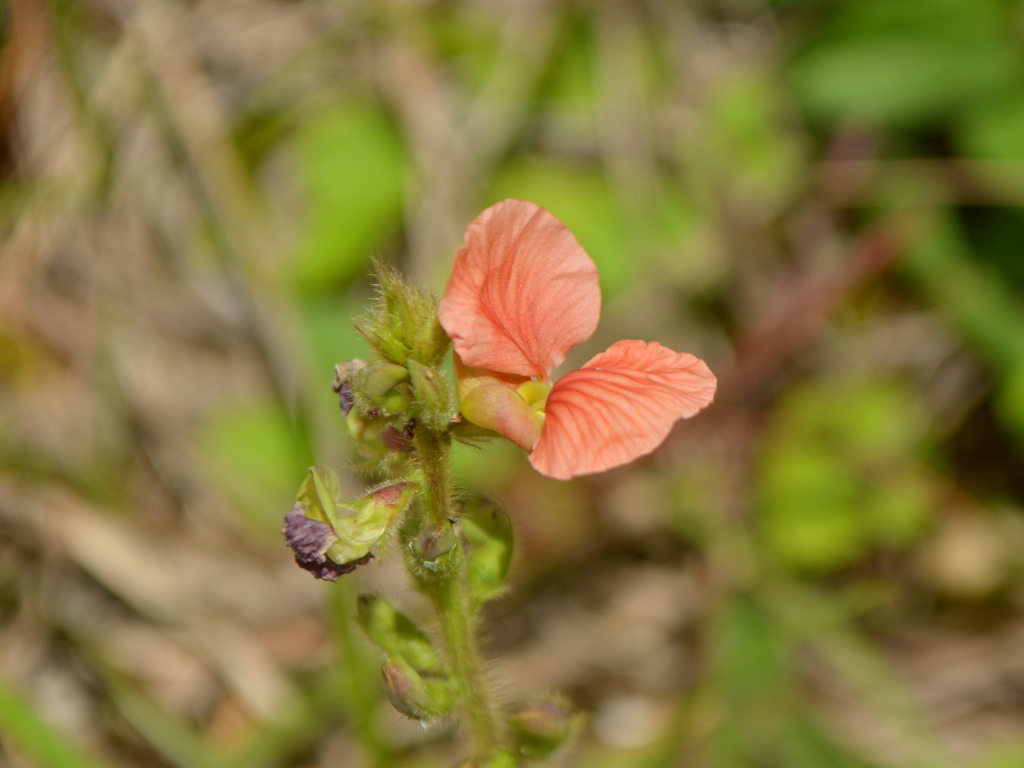 Macroptilium psammodes