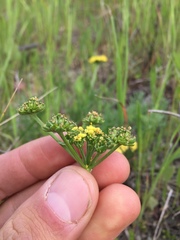 Lomatium caruifolium caruifolium