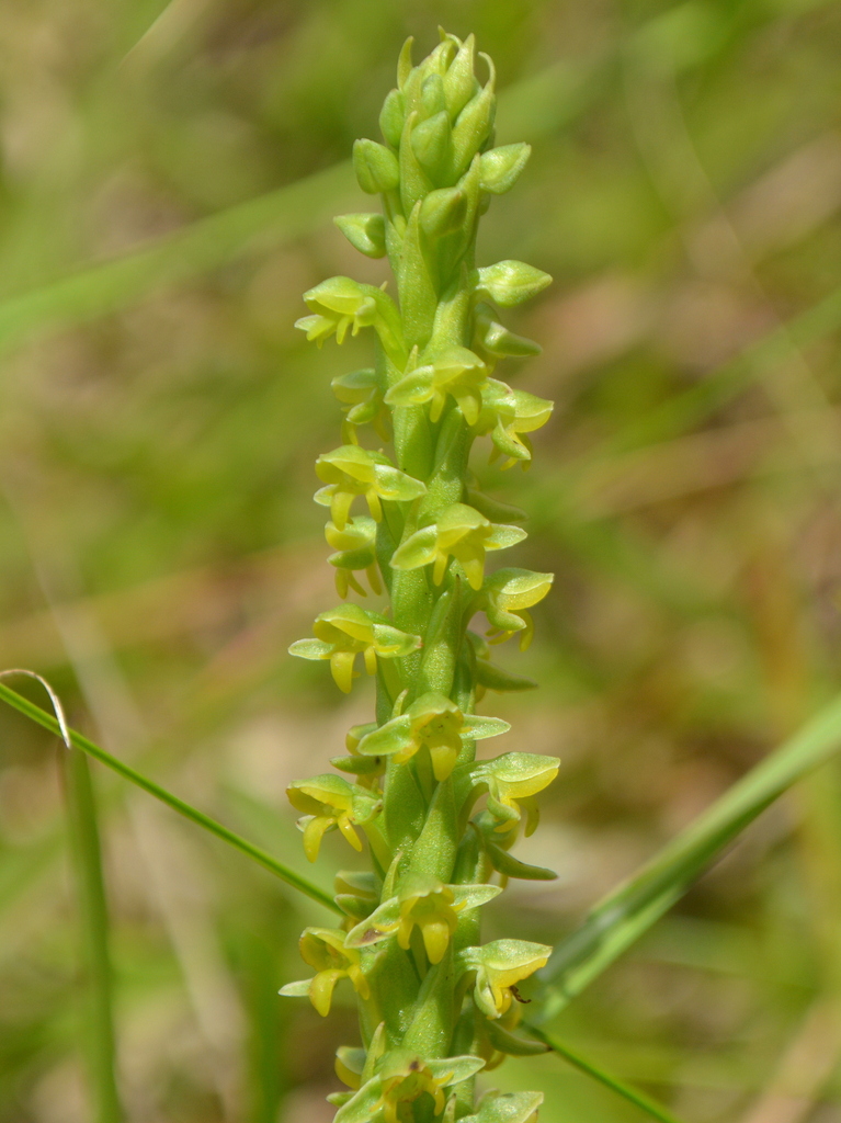 Habenaria parviflora