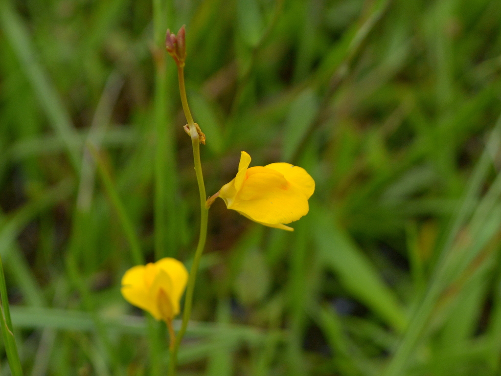 Utricularia laxa A.St.-Hil. & Girard