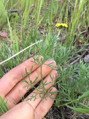 Lomatium caruifolium caruifolium