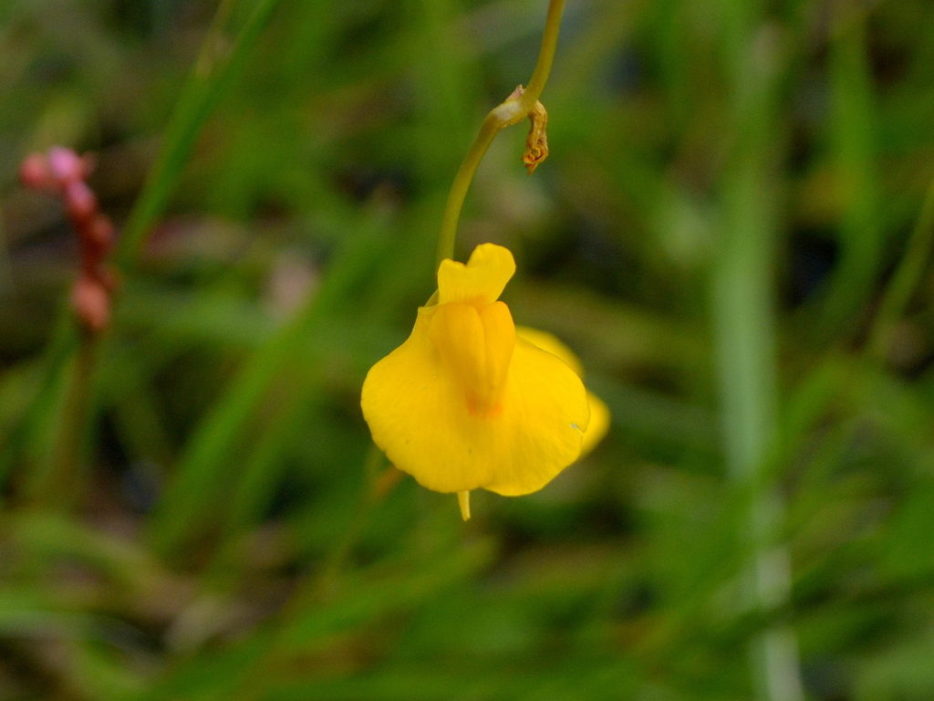 Utricularia laxa A.St.-Hil. & Girard 2