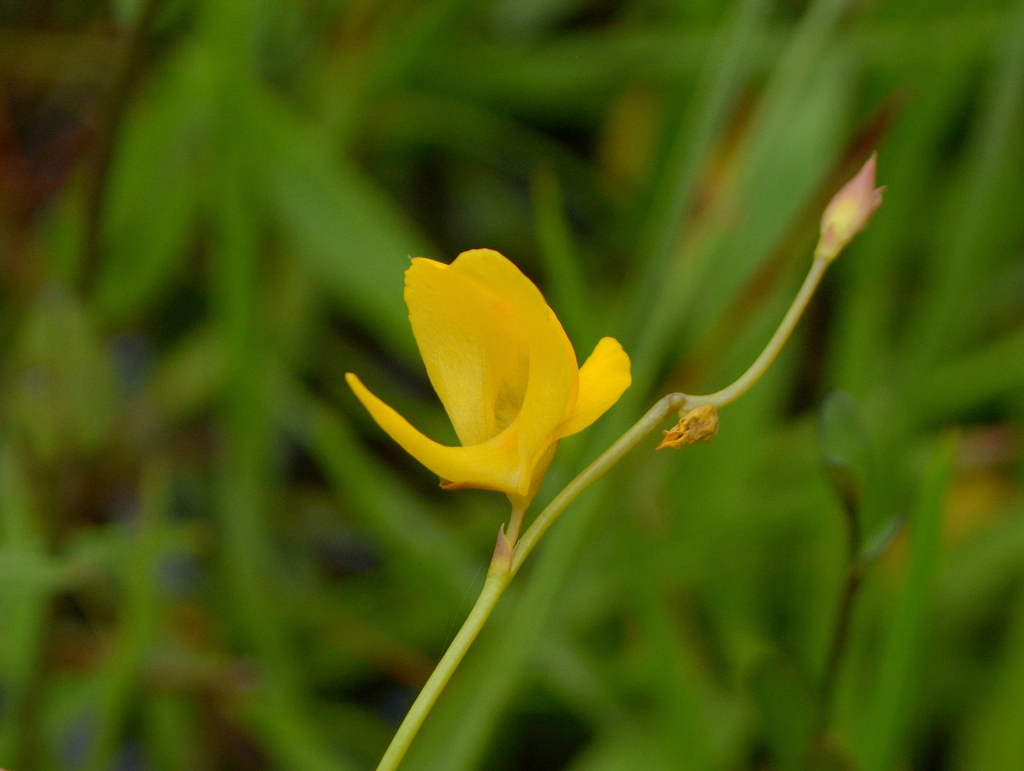 Utricularia laxa A.St.-Hil. & Girard 3