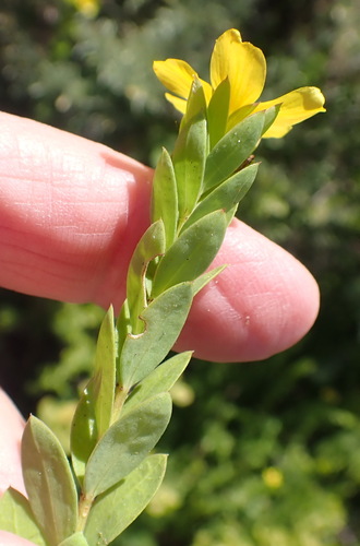 Image of Linum aethiopicum by (c) Nicola van Berkel, some rights reserved (CC BY-SA)