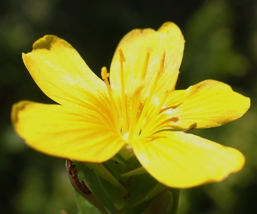 Image of Linum aethiopicum by (c) Nicola van Berkel, some rights reserved (CC BY-SA)