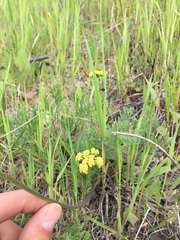Lomatium caruifolium caruifolium