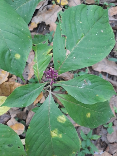 Palicourea hebeclada, photograph 6