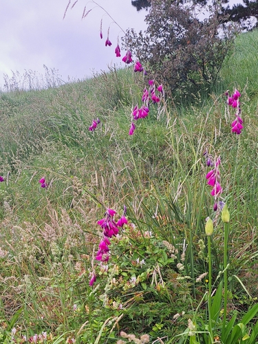Dierama pulcherrimum (Dierama pulcherrimum)