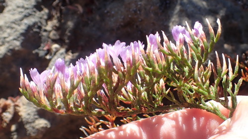 Image of Limonium scabrum by (c) Nicola van Berkel, some rights reserved (CC BY-SA)