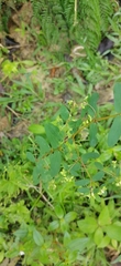 Euphorbia hyssopifolia image