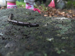 Batrachoseps gavilanensis