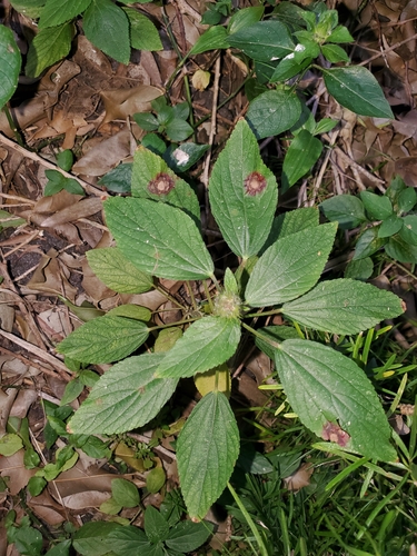 Image of Acalypha arvensis by (c) Bob Miller, some rights reserved (CC BY)