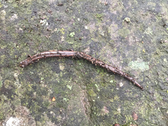 Batrachoseps gavilanensis