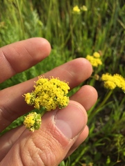 Lomatium caruifolium caruifolium