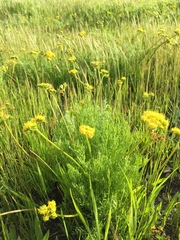 Lomatium caruifolium caruifolium