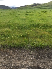 Lomatium caruifolium caruifolium
