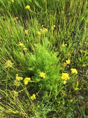 Lomatium caruifolium caruifolium