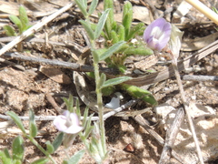 Astragalus nuttallianus austrinus