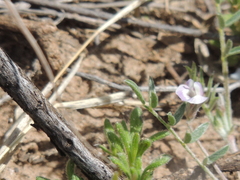 Astragalus nuttallianus austrinus