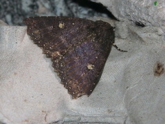 Hypersypnoides submarginata