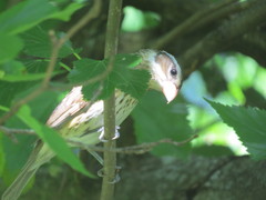 Pheucticus ludovicianus