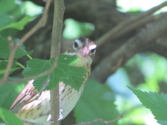 Pheucticus ludovicianus