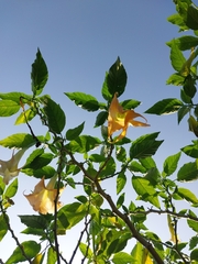 Image of Brugmansia aurea