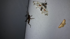 Neoleucinodes