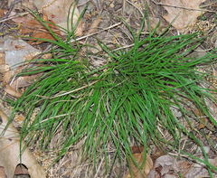 Carex tonsa