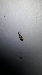 Lycomorphodes flavipars