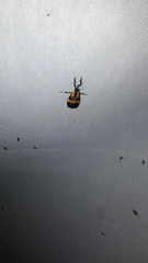 Lycomorphodes flavipars