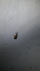 Lycomorphodes flavipars