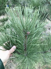 Rocky Mountain Bristlecone Pine (Pinus scopulorum)