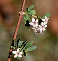 Symphoricarpos longiflorus