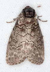 Discophlebia celaena