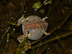 Weeping Frog photo 3