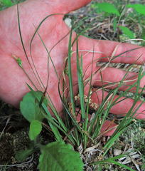 Carex willdenowii