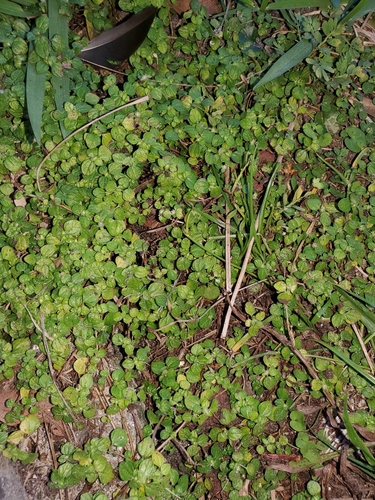 Shineseed (Rousselia humilis)
