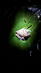 Pristimantis labiosus