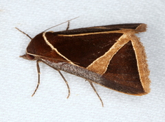 Agamana conjungens
