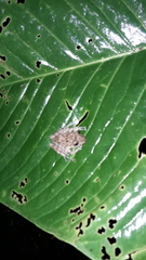 Pristimantis labiosus