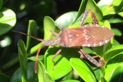Leptoglossus corculus