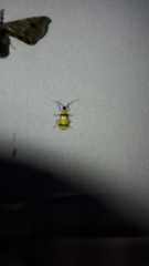 Diabrotica arcuata
