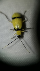 Diabrotica arcuata