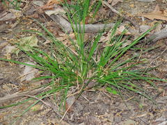 Carex willdenowii