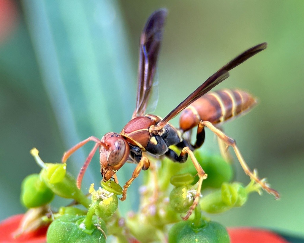 Hunter's Little Paper Wasp from A.D. Barnes Park, Miami, FL, US on ...